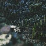 Corine Schmidt Profile Picture