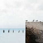 Keely Bergnaum Profile Picture