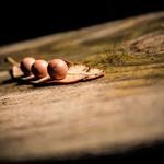 Cyrus Schoen Profile Picture